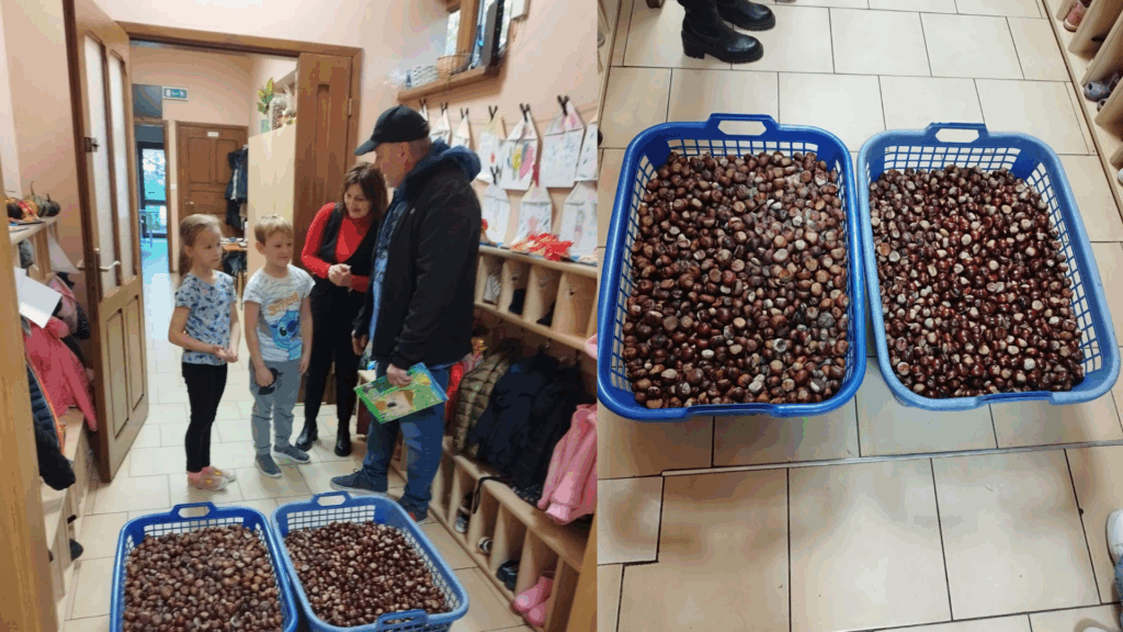 Zbiórka kasztanów i żołędzi na rzecz zwierząt leśnych w naszym Przedszkolu.